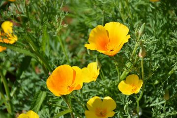 yellow petaled flowers